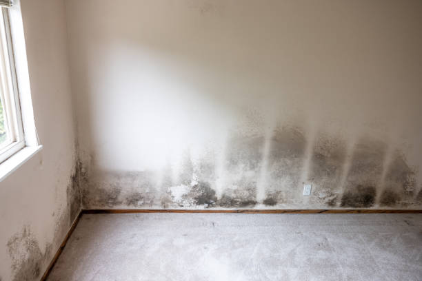 Professional Mold Removal in Web, AL